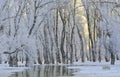 Frosty winter trees Royalty Free Stock Photo