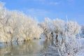 Frosty winter trees Royalty Free Stock Photo