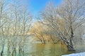 Frosty winter trees Royalty Free Stock Photo