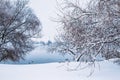 Winter landscape. Snow covered trees near the water Royalty Free Stock Photo