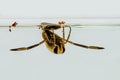 Frotal image of a common backswimmer at the water surface Royalty Free Stock Photo