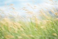 frothy waves of tall grass blowing in the wind Royalty Free Stock Photo
