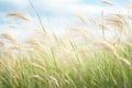 frothy waves of tall grass blowing in the wind Royalty Free Stock Photo