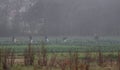Froup of peasants working in the agricultural land early in the morning under fog in Chiapas Mexico