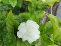 Frower fresh natural beauty flowers-lover white