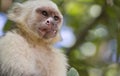 Frowning Capuchin Monkey Royalty Free Stock Photo