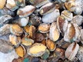 Frozen abalone display on market for sale