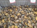 Frozen abalone display on market for sale