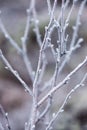 Frozen abstract tree branches and grass