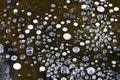 Frozen air bubbles Royalty Free Stock Photo