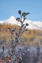 Frozen alder leaves under hoarfrost. North Chuiskiy Ridge snow mountains is on background