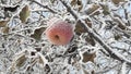 Frozen apple covered with snow on a branch in the winter garden. Macro of frozen wild apples covered with hoarfrost. Royalty Free Stock Photo