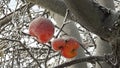 Frozen apple covered with snow on a branch in the winter garden. Macro of frozen wild apples covered with hoarfrost. Royalty Free Stock Photo