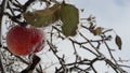 Frozen apple covered with snow on a branch in the winter garden. Macro of frozen wild apples covered with hoarfrost. Royalty Free Stock Photo