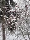 Frozen apple tree with fruits. Red apples on a tree are covered with snow Royalty Free Stock Photo