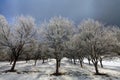 Frozen apple trees in winter