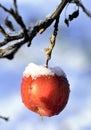 frozen apples in an apple orchard on cold sunny december morinig