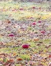 Frozen apples in an apple orchard on early sunny december morinig Royalty Free Stock Photo