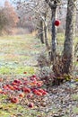 Frozen apples in an apple orchard on early sunny december morinig Royalty Free Stock Photo