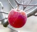 Frozen apples in an apple orchard on early sunny december morinig Royalty Free Stock Photo