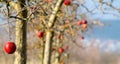 Frozen apples in an apple orchard on early sunny december morinig Royalty Free Stock Photo