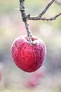 Frozen apples in an apple orchard on early sunny december morinig Royalty Free Stock Photo