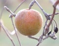 Frozen apples in an apple orchard on early sunny december morinig Royalty Free Stock Photo