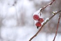 Frozen apples branch close up Frozen berries Winter background