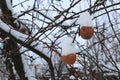 Frozen apples hang on an apple tree in winter under the snow.