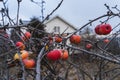 frozen apples in late autumn