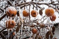 Frozen apples on a leafless branch covered with ice