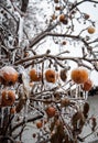 Frozen apples on a leafless branch covered with ice.