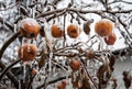 Frozen apples on a leafless branch covered with ice.