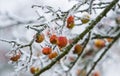 Frozen apples on a tree