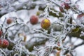 Frozen apples on a tree