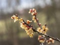 Frozen apricot tree in bloom, frost in the growing season