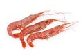 Frozen Argentinian red shrimps on a white background