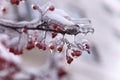 Frozen ashberry