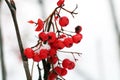 Frozen ashberry ÃÂovered with snow.