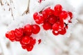 A frozen ashberry
