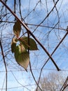 Frozen autumn blackberry leaves, anticipation of winter Royalty Free Stock Photo