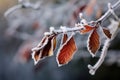 Frozen autumn branch leaves at park. Generate Ai Royalty Free Stock Photo