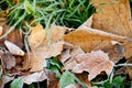 Frozen autumn natural close up colorfull red, green, yellow leaves.