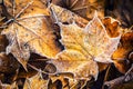 Frozen autumn frost cold morning ice maple leaves