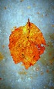 Frozen autumn leaf in the ice Royalty Free Stock Photo