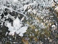 Frozen autumn leaves on rocky ground