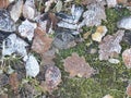 Frozen autumn leaves on rocky ground
