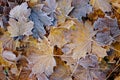 Autumn maple leaves with hoarfrost on the ground Royalty Free Stock Photo