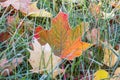 Frozen autumn maple leaves