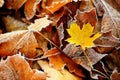 Frozen autumn natural close up colorfull red, green, yellow leaves. Royalty Free Stock Photo